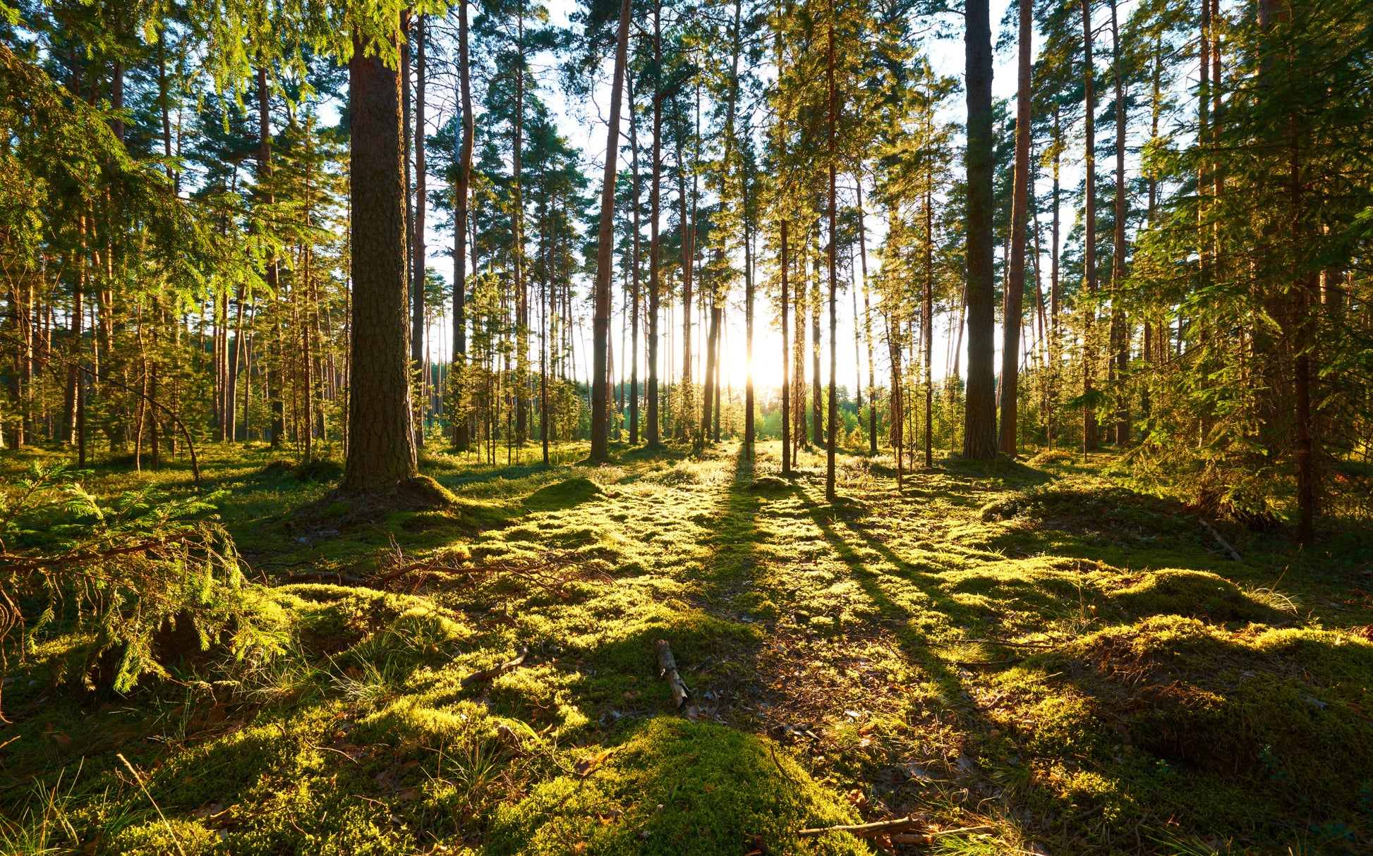 Obraz Wieloczęściowy Leśny Zachód Słońca – malownicza panorama do wnętrz naturalnych, boho i współczesnych 240x150