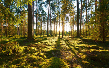 Obraz Wieloczęściowy Leśny Zachód Słońca – malownicza panorama do wnętrz naturalnych, boho i współczesnych 240x150