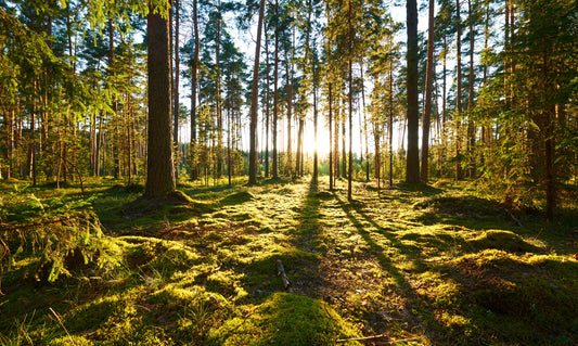 Obraz Wieloczęściowy Leśny Zachód Słońca – nastrojowa panorama do wnętrz naturalnych, boho i nowoczesnych 250x150