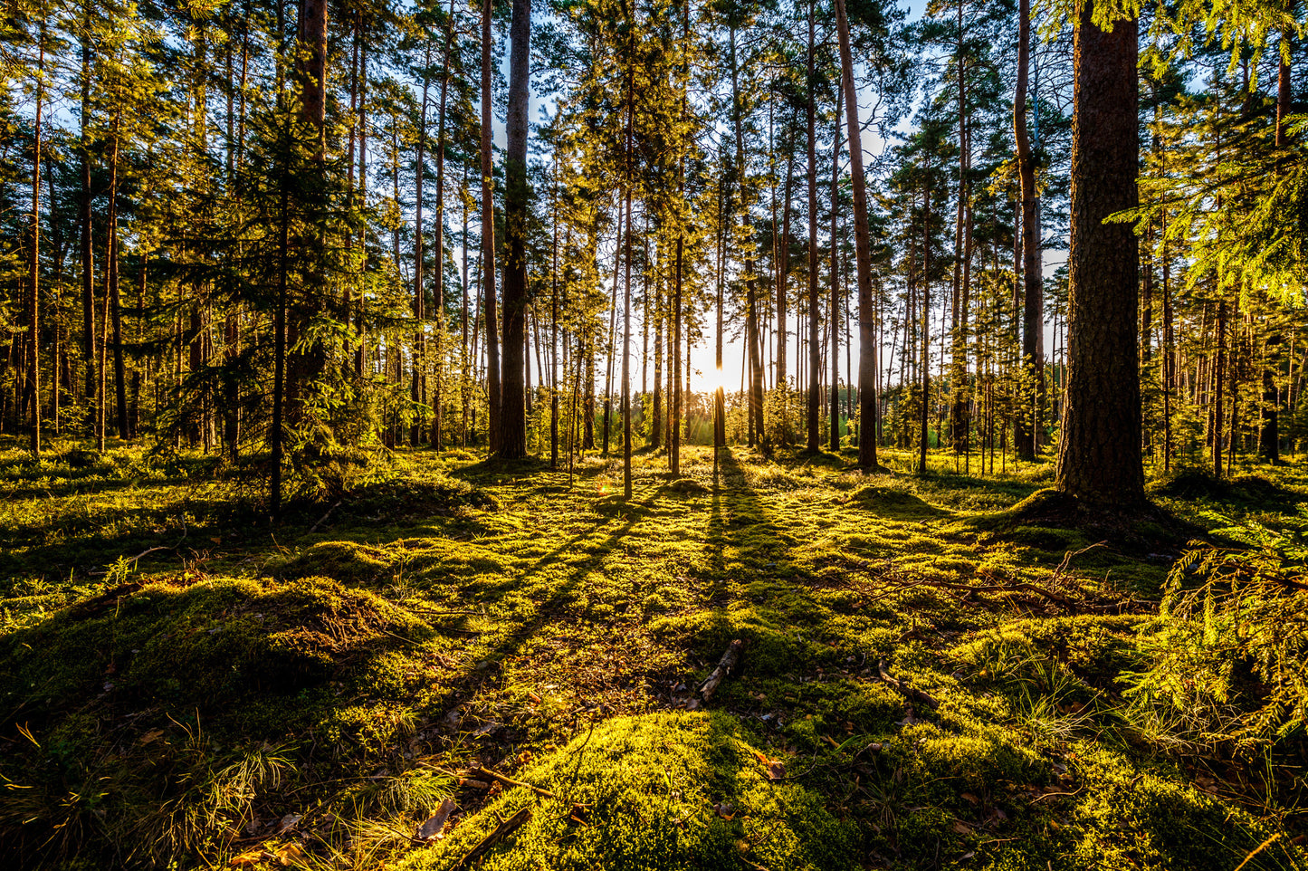 Obraz Wieloczęściowy Leśny Poranek – spokojna panorama do wnętrz skandynawskich i naturalnych 180x120