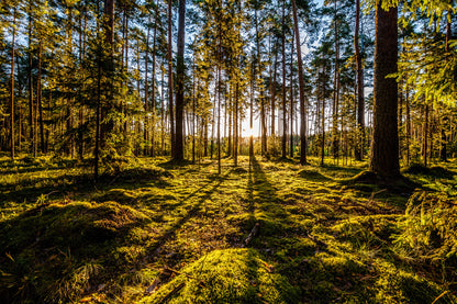 Obraz Wieloczęściowy Leśny Poranek – spokojna panorama do wnętrz skandynawskich i naturalnych 180x120