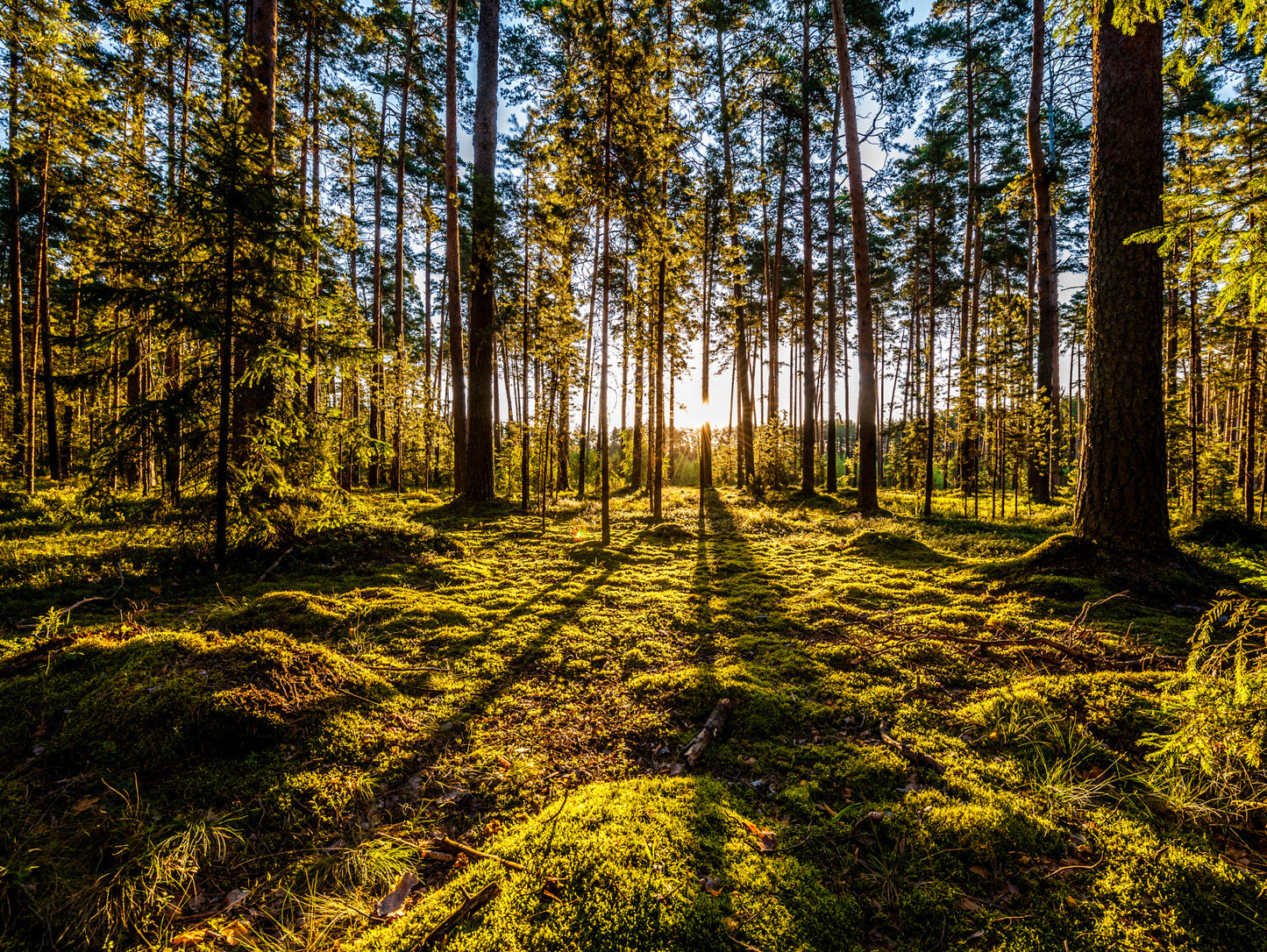 Obraz Wieloczęściowy Leśny Poranek – harmonijny pejzaż do wnętrz naturalnych i skandynawskich 200x150