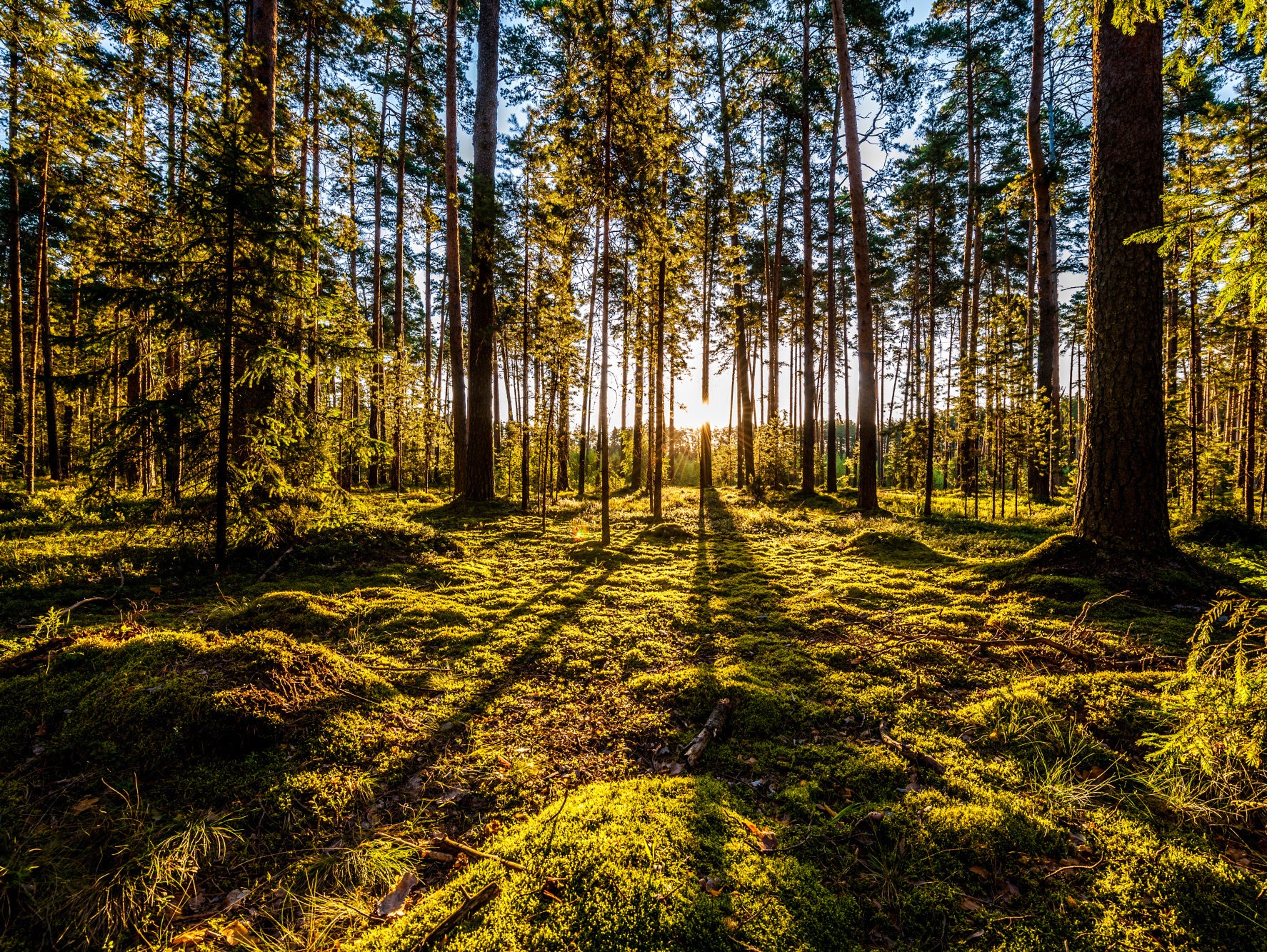 Obraz Wieloczęściowy Leśny Poranek – harmonijny pejzaż do wnętrz naturalnych i skandynawskich 200x150