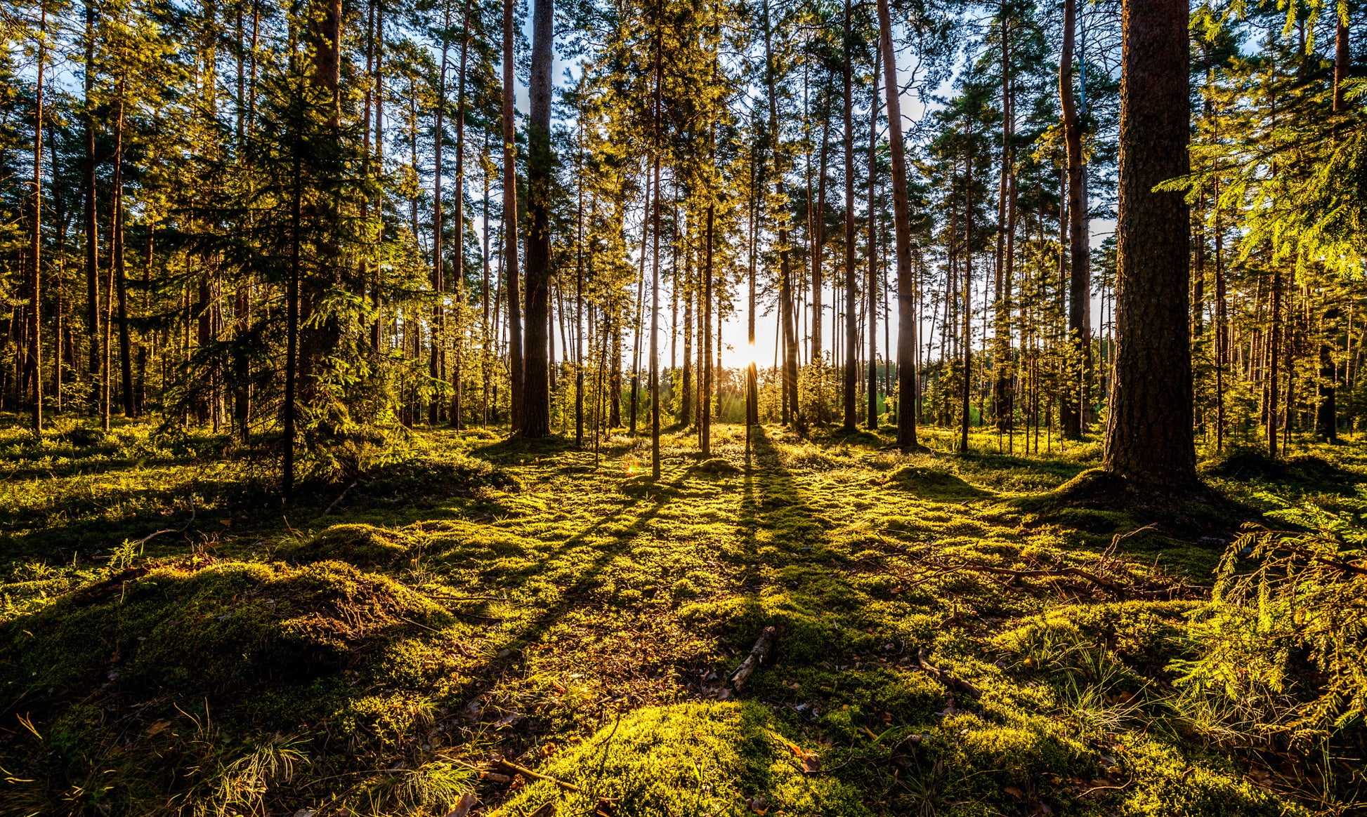 Obraz Wieloczęściowy Las o Poranku – rozświetlony pejzaż do wnętrz skandynawskich i naturalnych 250x150