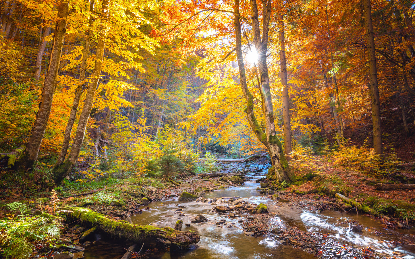 Obraz Wieloczęściowy Jesienny Las – ciepła panorama leśna do wnętrz naturalnych, rustykalnych i klasycznych 240x150