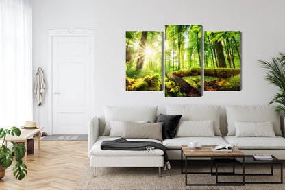Obraz Wieloczęściowy Słońce w Lesie – ciepła panorama natury do wnętrz naturalnych i boho – widok 5