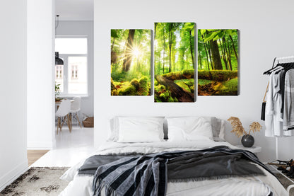 Obraz Wieloczęściowy Słońce w Lesie – ciepła panorama natury do wnętrz naturalnych i boho – widok 6