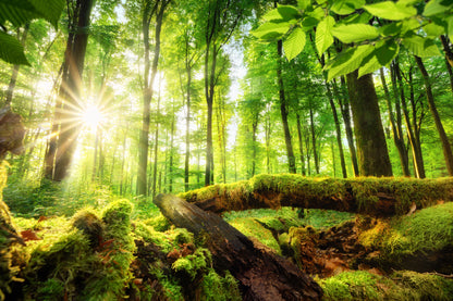 Obraz Wieloczęściowy Słońce w Lesie – ciepła panorama natury do wnętrz naturalnych i boho 180x120
