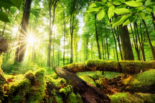 Obraz Wieloczęściowy Słońce w Lesie – ciepła panorama natury do wnętrz naturalnych i boho 180x120