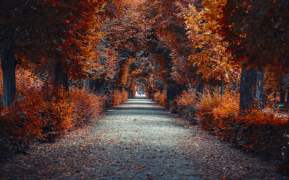 Obraz Wieloczęściowy Ścieżka w Jesiennym Lesie – nastrojowa panorama do wnętrz naturalnych, rustykalnych i hygge 240x150