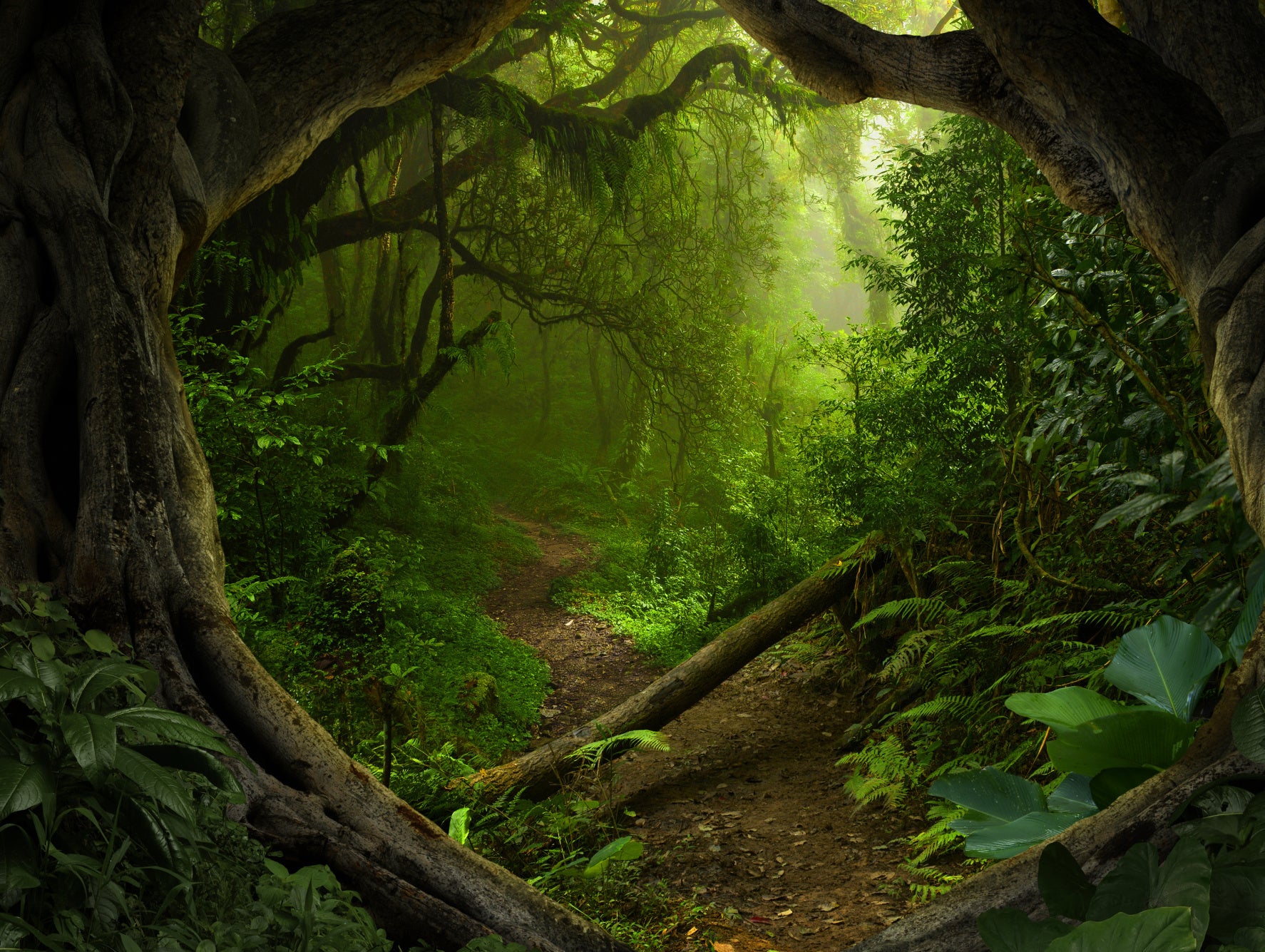 Obraz Wieloczęściowy Ścieżka Tropikalna – egzotyczny spokój do wnętrz boho i urban jungle 200x150