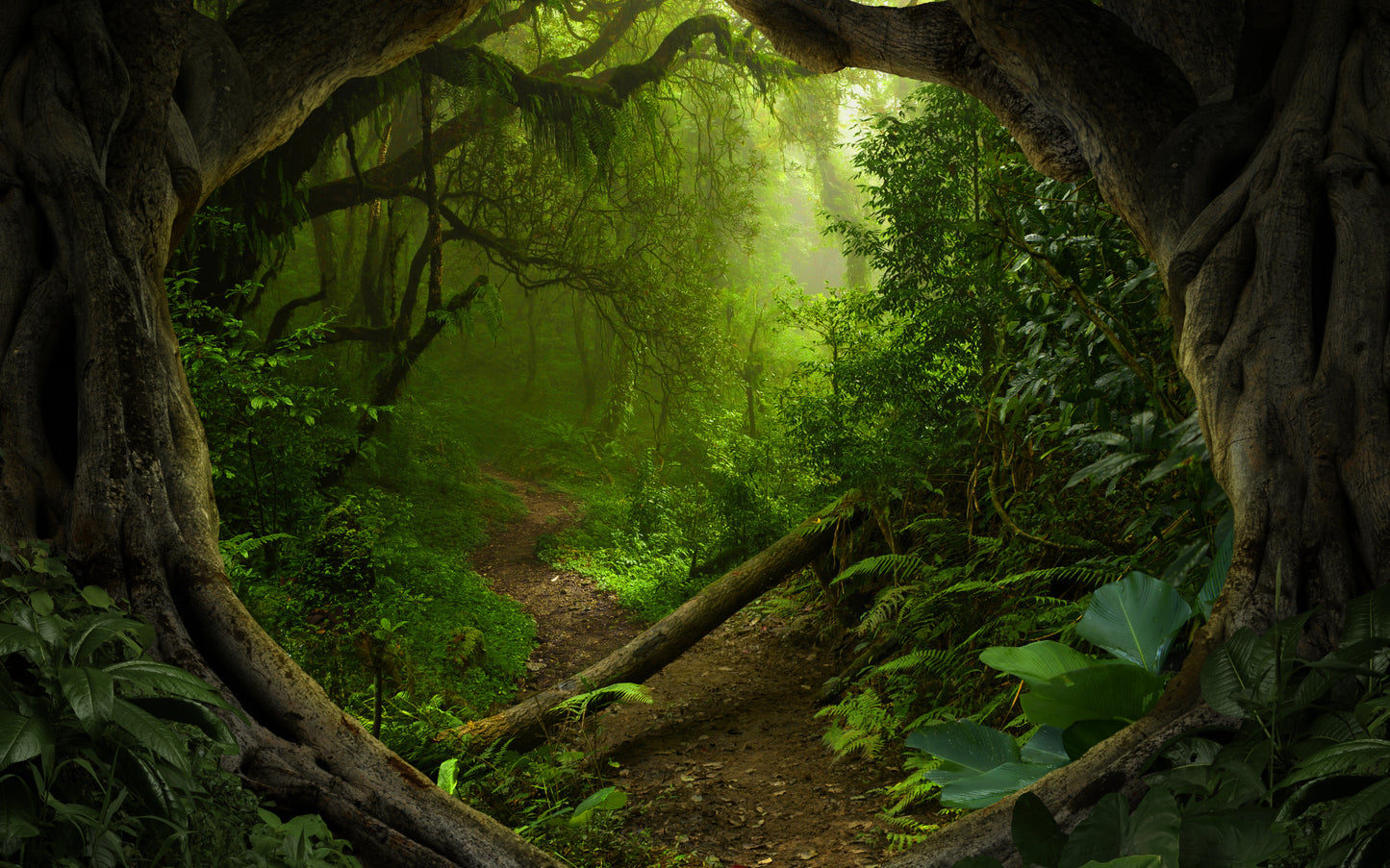 Obraz Wieloczęściowy Ścieżka w Dżungli – kojąca zieleń do wnętrz boho, urban jungle i eklektycznych 240x150