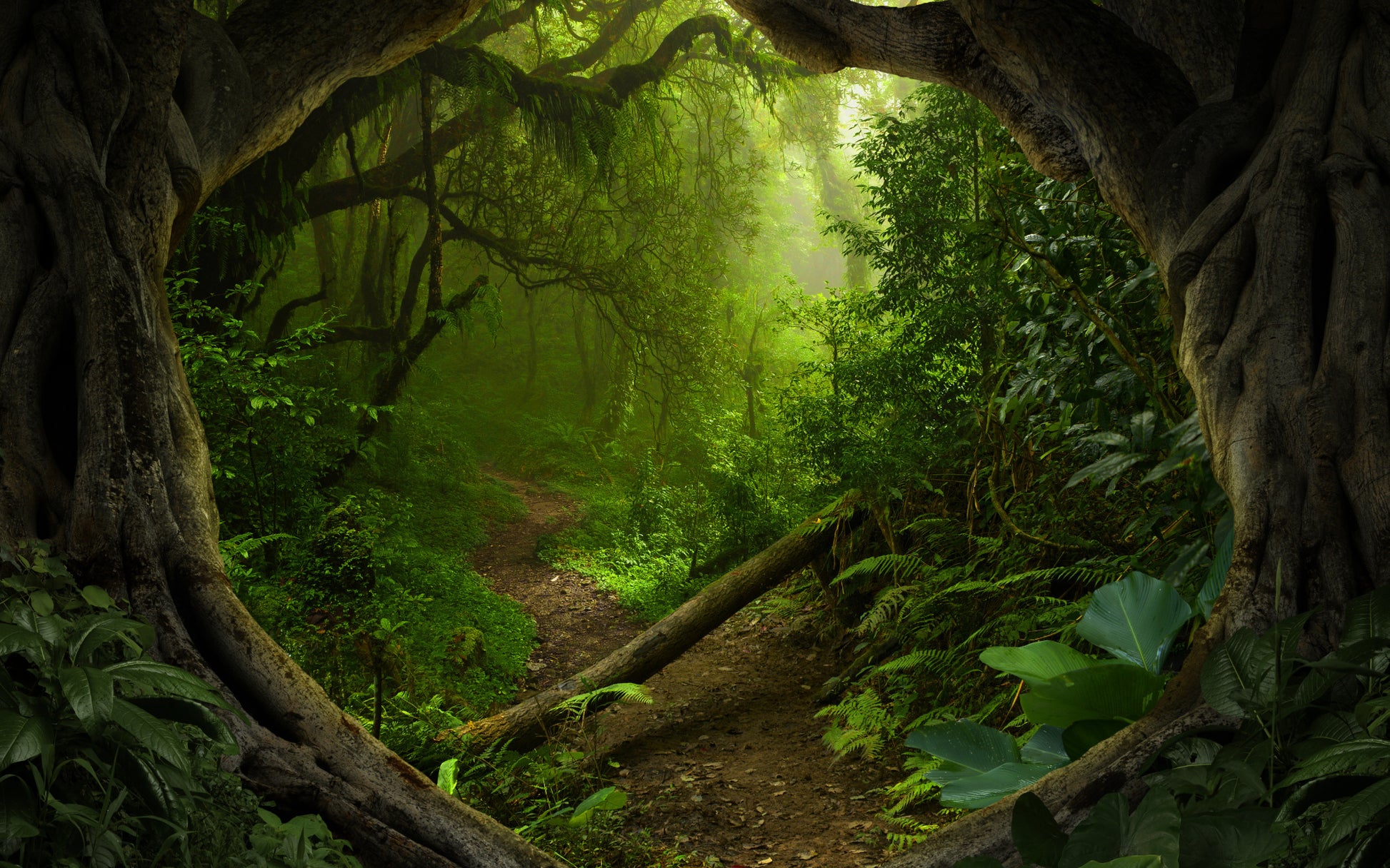 Obraz Wieloczęściowy Ścieżka w Dżungli – kojąca zieleń do wnętrz boho, urban jungle i eklektycznych 240x150