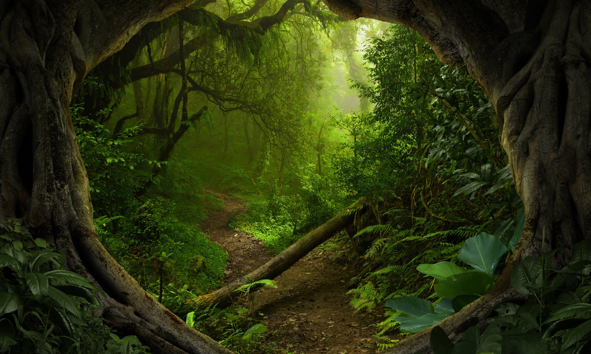 Obraz Wieloczęściowy Tropikalna Ścieżka – zielona oaza do wnętrz Boho, Urban Jungle i Kolonialnych 250x150