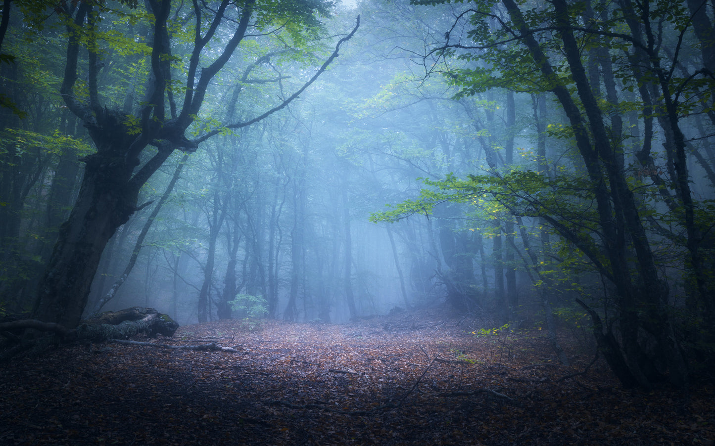 Obraz Wieloczęściowy Zamglony Leśny Krajobraz – Spokojna Mglista Sceneria do wnętrz nowoczesnych, skandynawskich i naturalnych 240x150