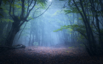 Obraz Wieloczęściowy Zamglony Leśny Krajobraz – Spokojna Mglista Sceneria do wnętrz nowoczesnych, skandynawskich i naturalnych 240x150