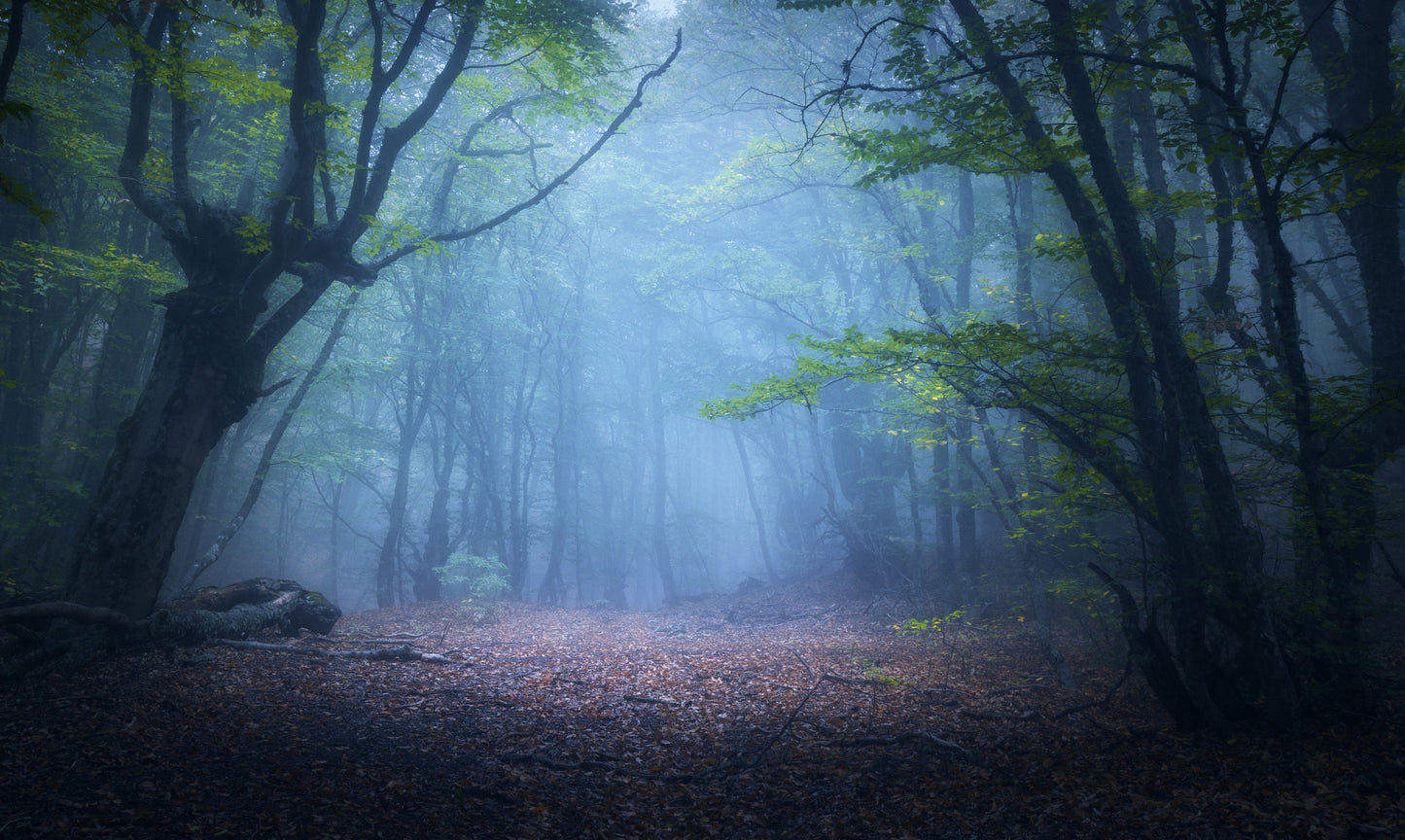 Obraz Wieloczęściowy Zamglony Leśny Krajobraz – tajemnicza panorama do wnętrz naturalnych i nowoczesnych 250x150
