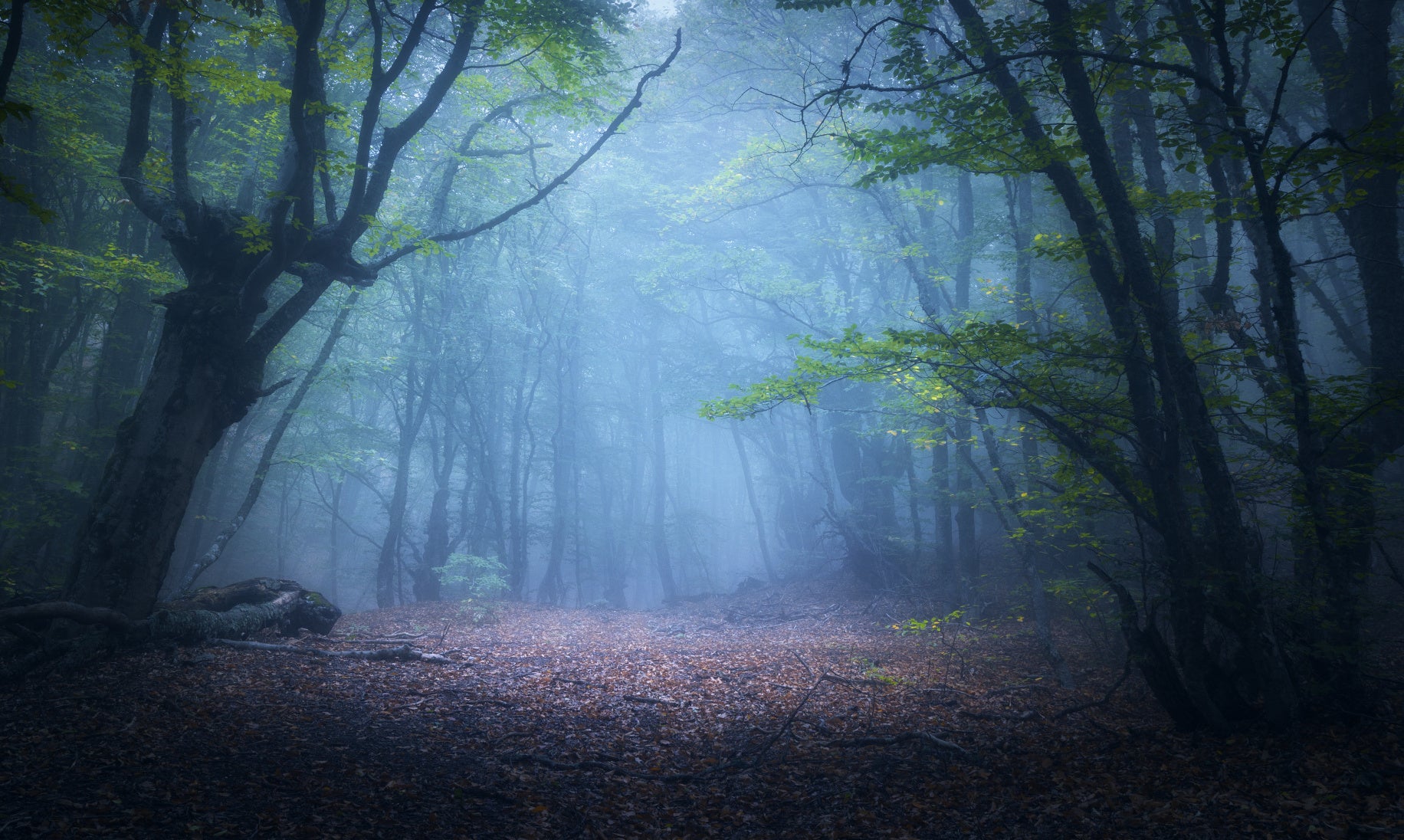 Obraz Wieloczęściowy Zamglony Leśny Krajobraz – tajemnicza panorama do wnętrz naturalnych i nowoczesnych 250x150