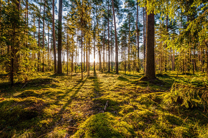 Obraz Wieloczęściowy Słoneczny Las – promienny leśny krajobraz do wnętrz naturalnych, skandynawskich i nowoczesnych 180x120