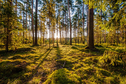 Obraz Wieloczęściowy Słoneczny Las – promienny leśny krajobraz do wnętrz naturalnych, skandynawskich i nowoczesnych 180x120