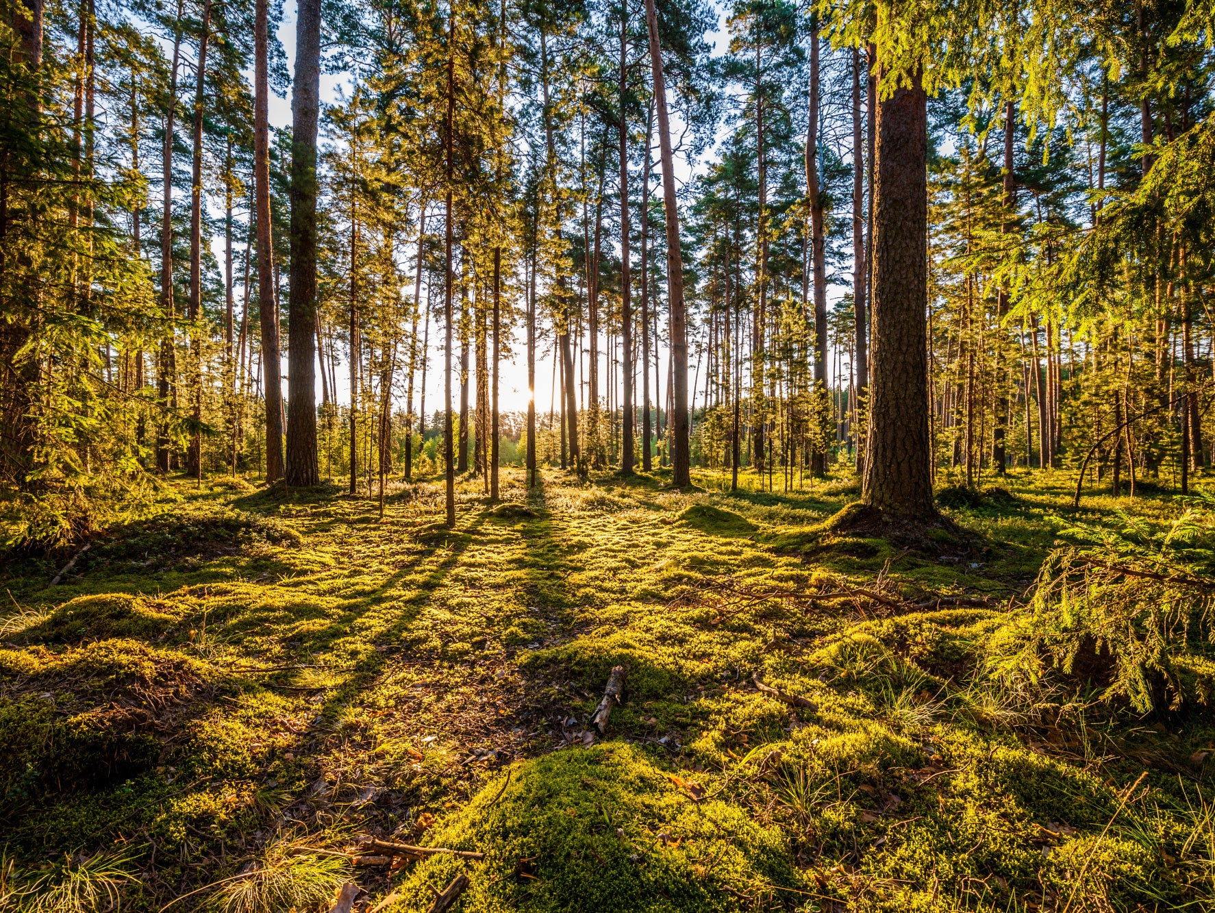 Obraz Wieloczęściowy Słoneczny Leśny Krajobraz – Promienna Głebia do Wnętrz Naturalnych i Boho 200x150