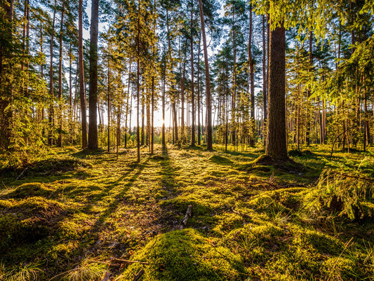 Obraz Wieloczęściowy Słoneczny Leśny Krajobraz – Promienna Głebia do Wnętrz Naturalnych i Boho 200x150