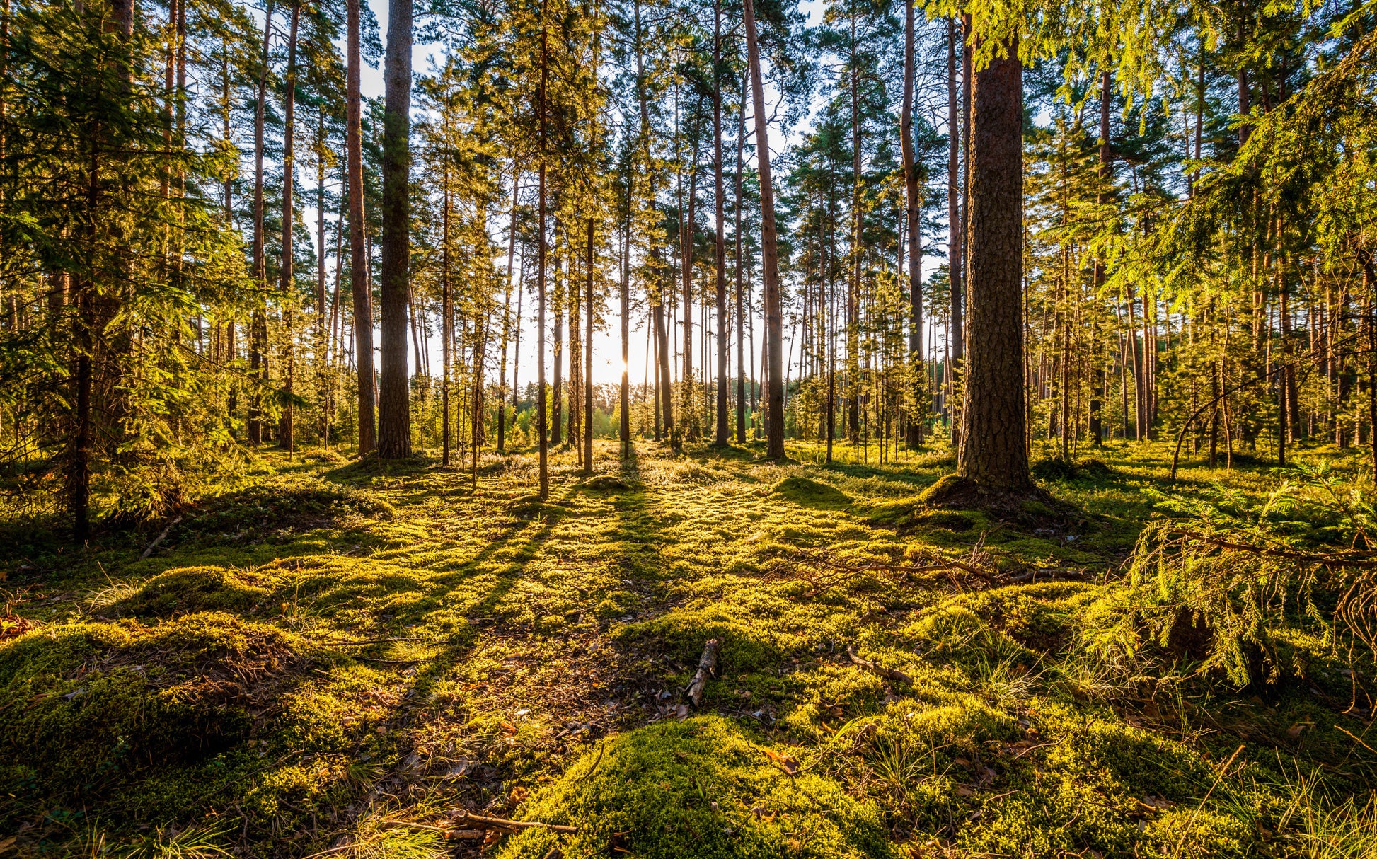 Obraz Wieloczęściowy Słoneczny Las – naturalna panorama do wnętrz skandynawskich i boho 240x150