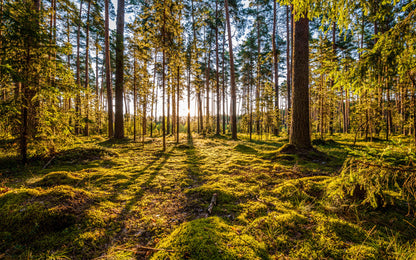 Obraz Wieloczęściowy Słoneczny Las – naturalna panorama do wnętrz skandynawskich i boho 240x150