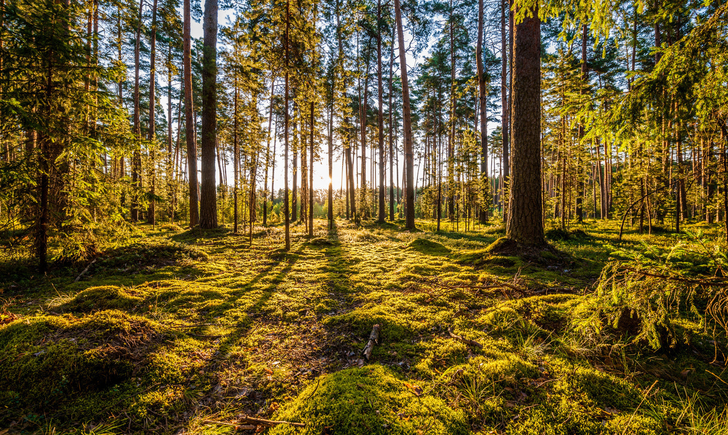 Obraz Wieloczęściowy Słoneczna Leśna Polana – immersyjny krajobraz 3D do wnętrz naturalnych i boho 250x150