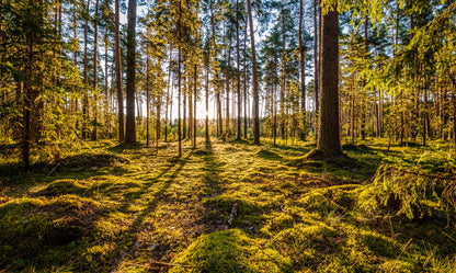 Obraz Wieloczęściowy Słoneczna Leśna Polana – immersyjny krajobraz 3D do wnętrz naturalnych i boho 250x150