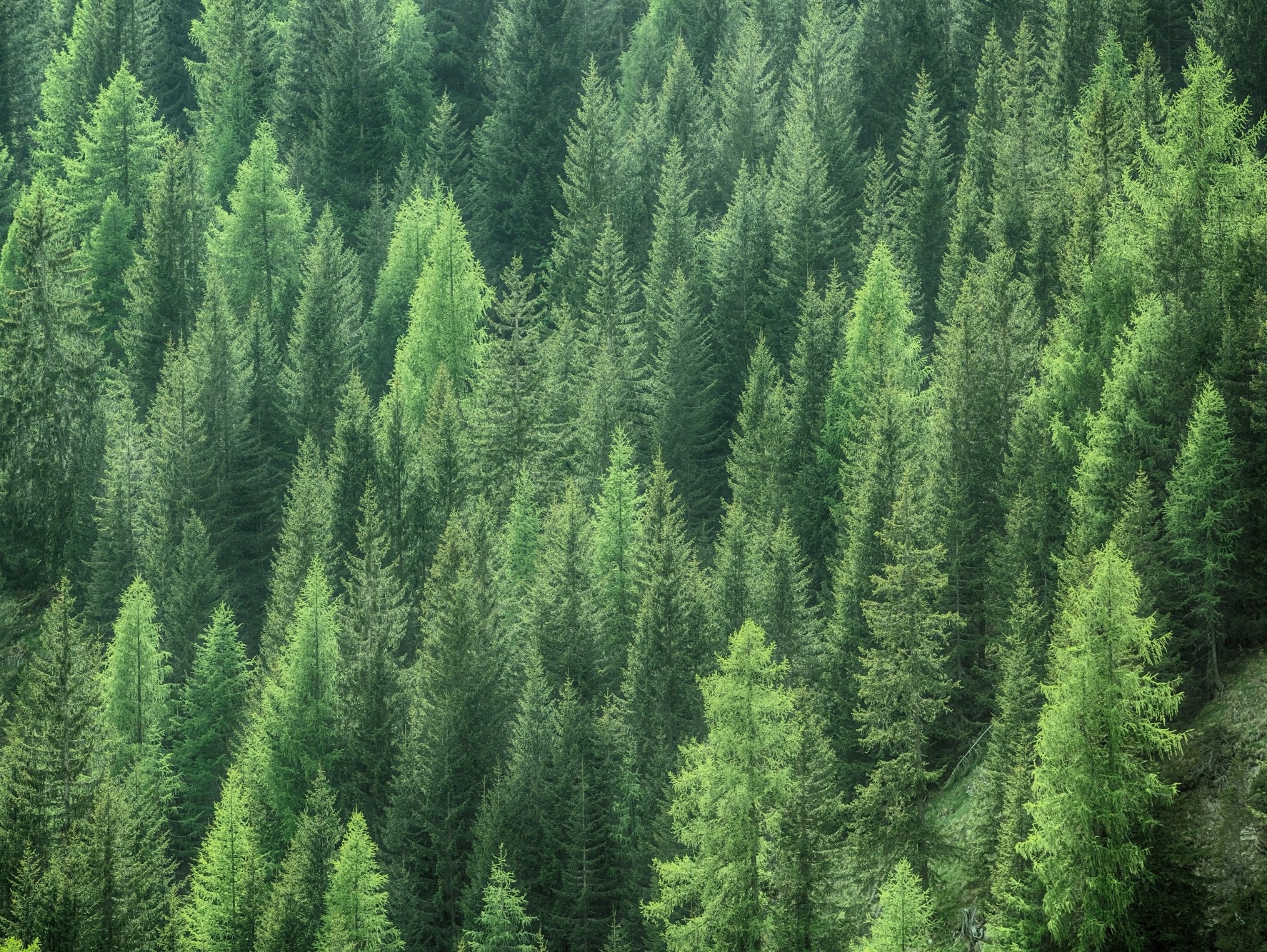 Obraz Wieloczęściowy Głęboki Las – trójwymiarowa perspektywa natury do wnętrz skandynawskich i naturalnych 200x150