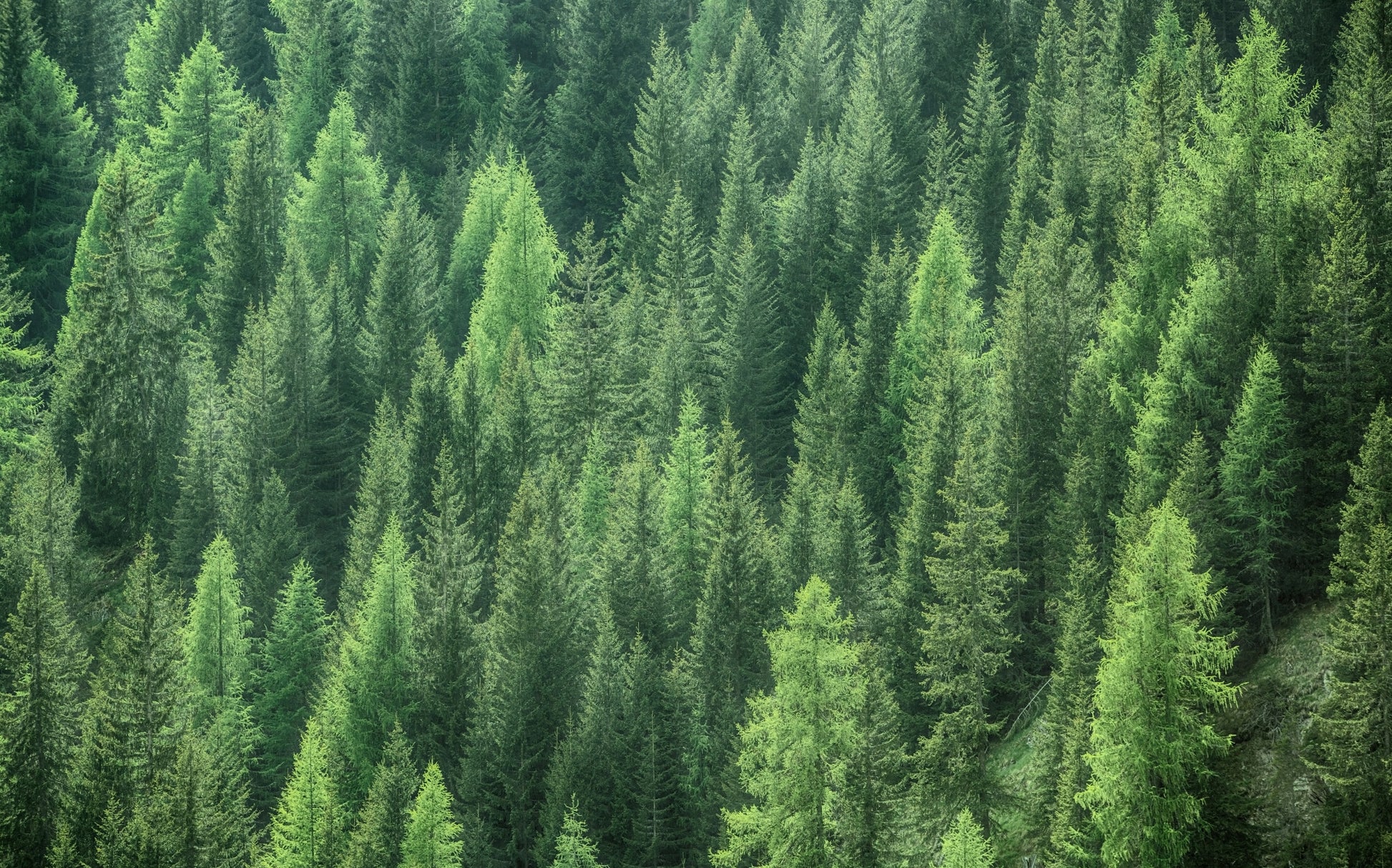 Obraz Wieloczęściowy Zielony Las 3D – Immersyjna głębia do wnętrz naturalnych, skandynawskich 240x150