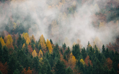 Obraz Wieloczęściowy Jesienny Las We Mgle – mistyczny pejzaż do wnętrz naturalnych i skandynawskich 240x150