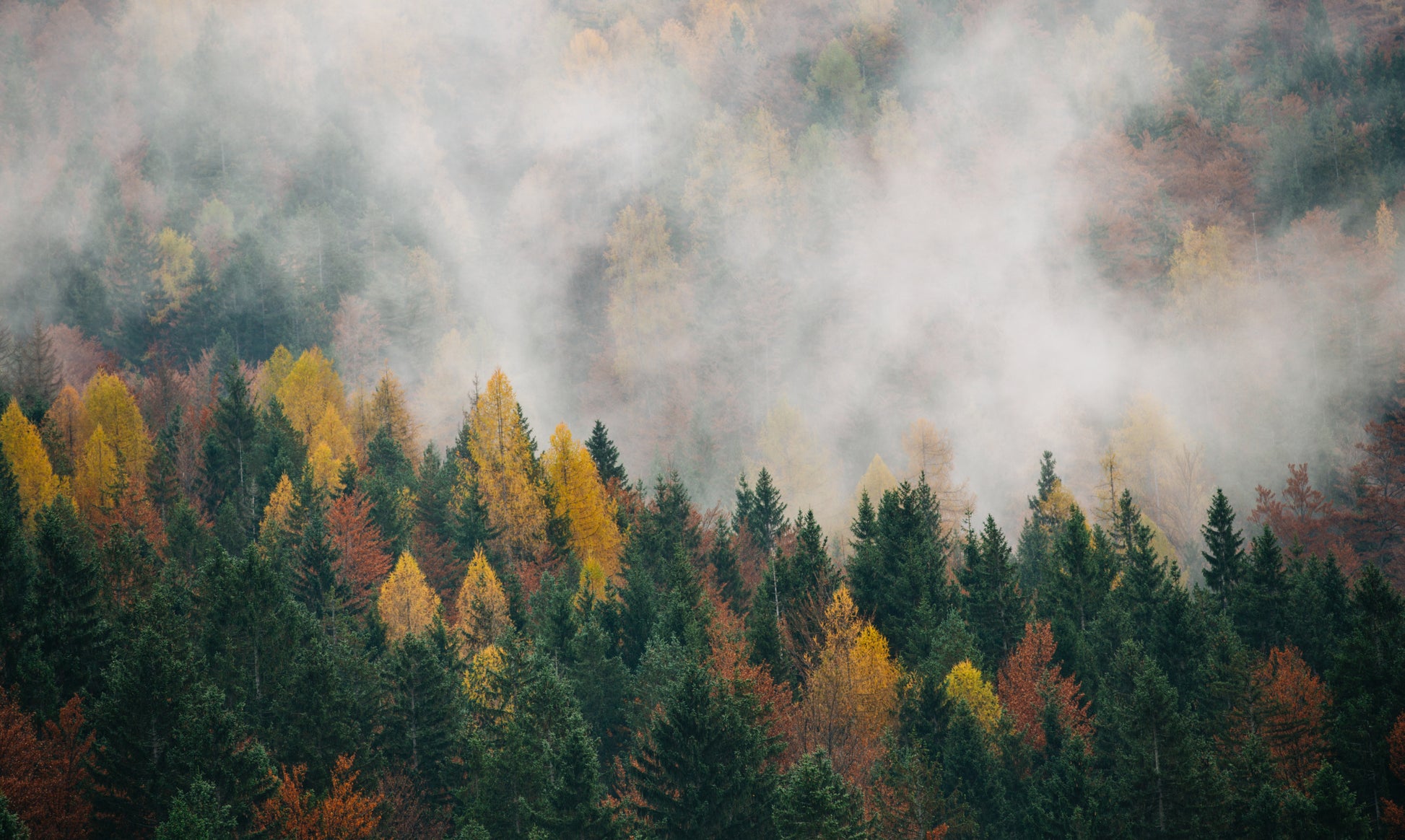 Obraz Wieloczęściowy Jesienny Las We Mgle – subtelna natura do wnętrz boho i japandi 250x150