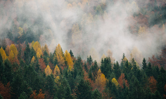 Obraz Wieloczęściowy Jesienny Las We Mgle – subtelna natura do wnętrz boho i japandi 250x150