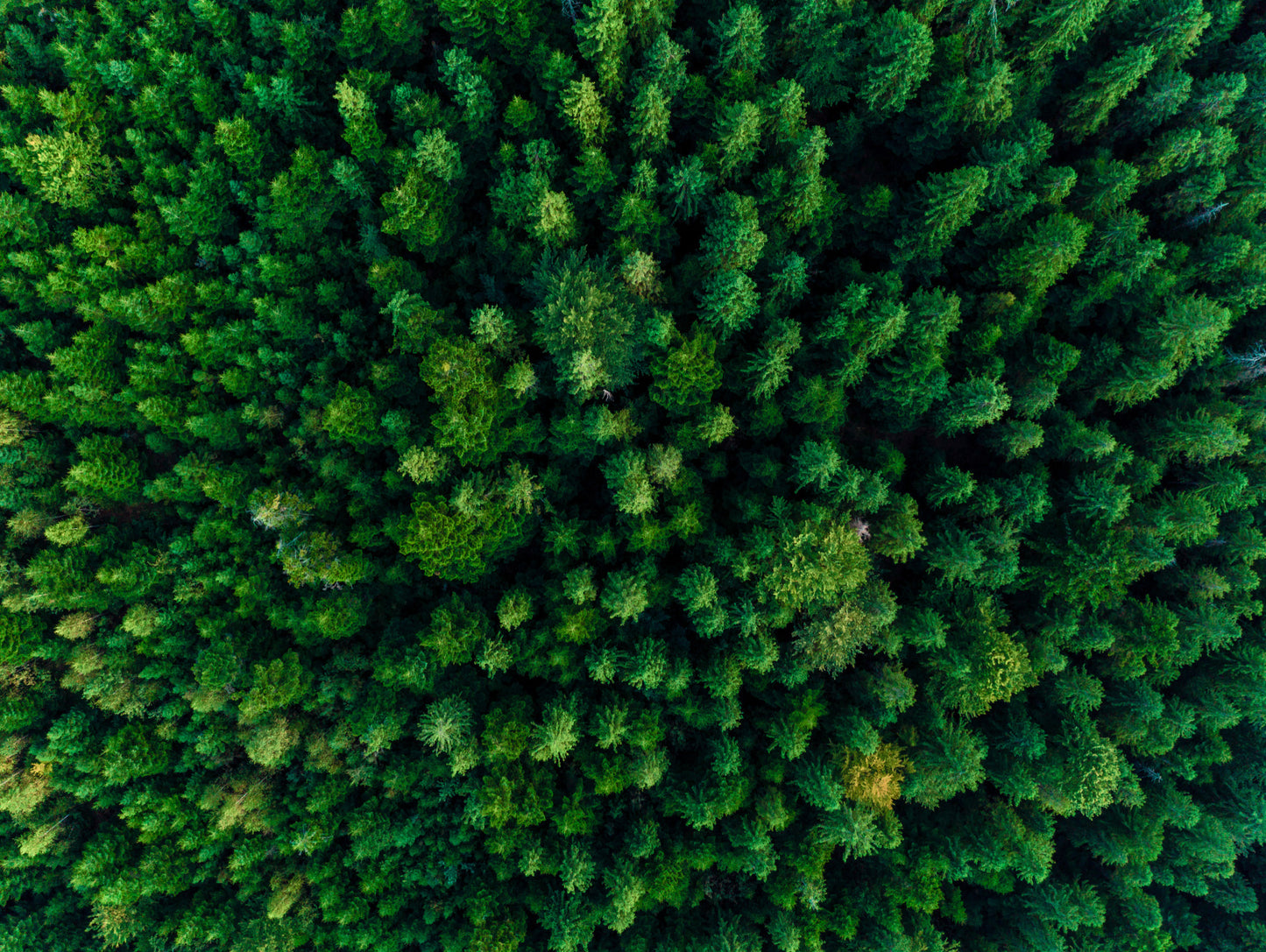 Obraz Wieloczęściowy Las z Lotu Ptaka – spokojna leśna panorama do wnętrz skandynawskich i naturalnych 200x150