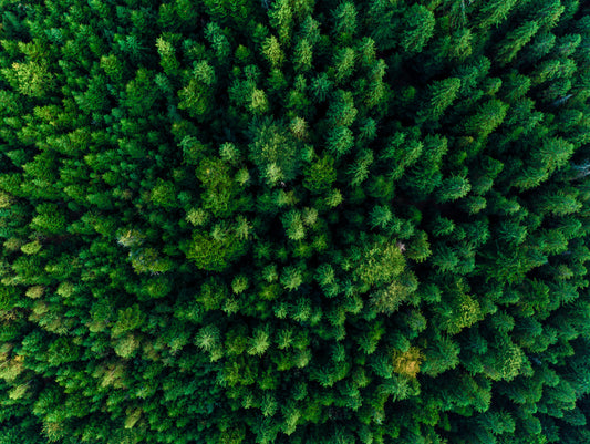 Obraz Wieloczęściowy Las z Lotu Ptaka – spokojna leśna panorama do wnętrz skandynawskich i naturalnych 200x150