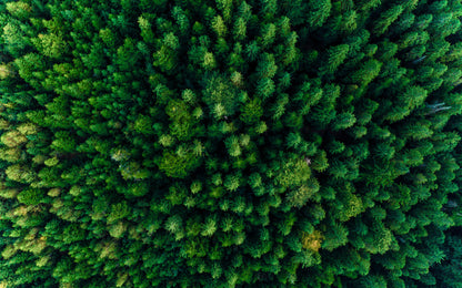 Obraz Wieloczęściowy Las Z Lotu Ptaka – odprężająca panorama do wnętrz skandynawskich, nowoczesnych i naturalnych 240x150