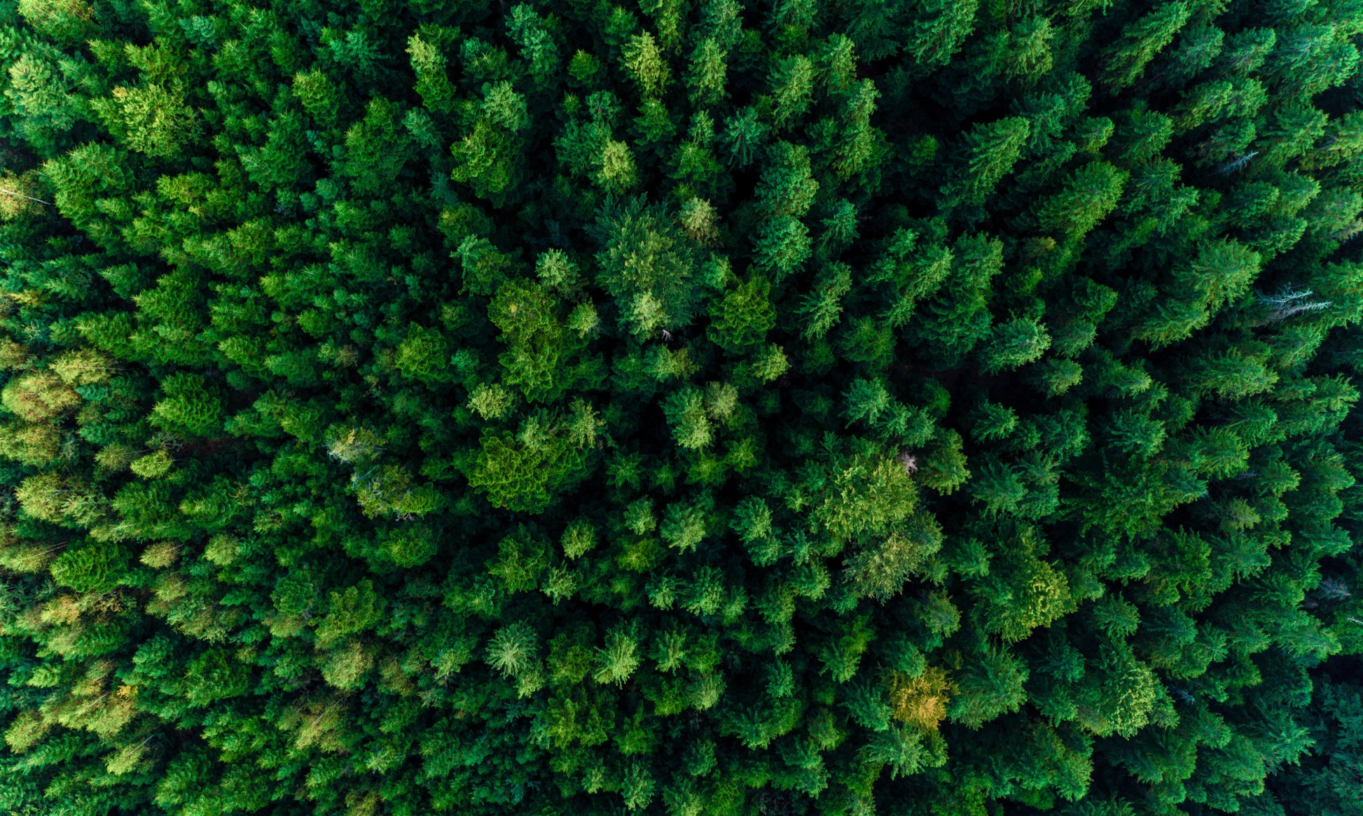 Obraz Wieloczęściowy Zielony Las – kojąca panorama do wnętrz skandynawskich, naturalnych i nowoczesnych 250x150
