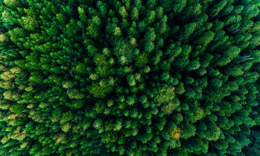 Obraz Wieloczęściowy Zielony Las – kojąca panorama do wnętrz skandynawskich, naturalnych i nowoczesnych 250x150