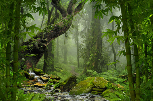 Obraz Wieloczęściowy Zieleń Lasu Deszczowego – głębia natury do wnętrz boho, urban jungle i naturalnych 180x120