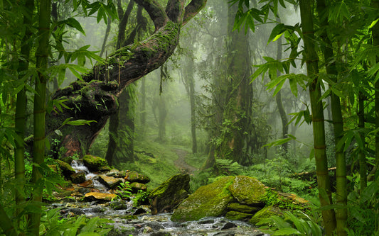 Obraz Wieloczęściowy Zieleń Lasu Deszczowego – Egzotyczna Natura do wnętrz botanicznych, boho i nowoczesnych 240x150