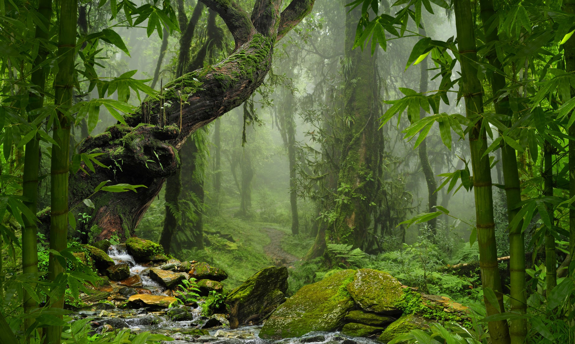 Obraz Wieloczęściowy Zieleń Lasu Deszczowego – imersyjna natura do wnętrz naturalnych, boho i urban jungle 250x150