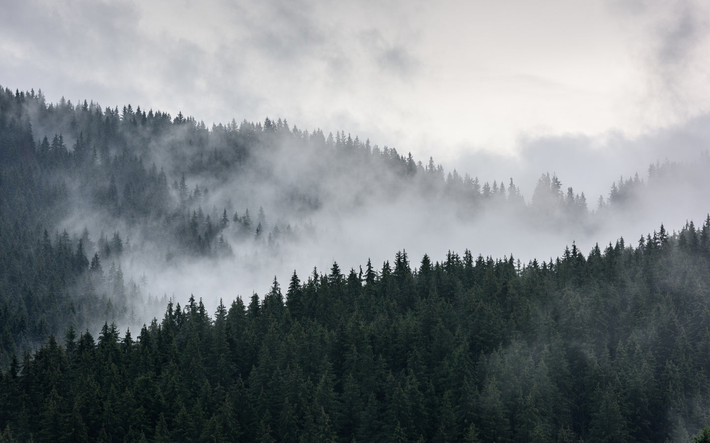 Obraz Wieloczęściowy Mglisty Krajobraz Leśny – spokojna panorama do wnętrz skandynawskich, nowoczesnych i japandi 240x150