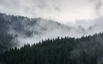 Obraz Wieloczęściowy Mglisty Krajobraz Leśny – spokojna panorama do wnętrz skandynawskich, nowoczesnych i japandi 240x150