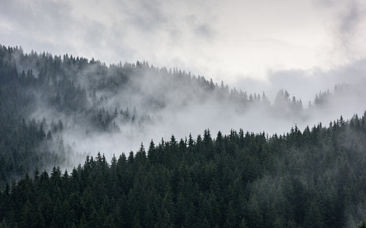 Obraz Wieloczęściowy Mglisty Krajobraz Leśny – spokojna panorama do wnętrz skandynawskich, nowoczesnych i japandi 240x150