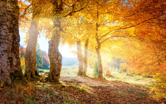 Obraz Wieloczęściowy Jesienny Las – złoty pejzaż do wnętrz naturalnych, boho i rustykalnych 240x150