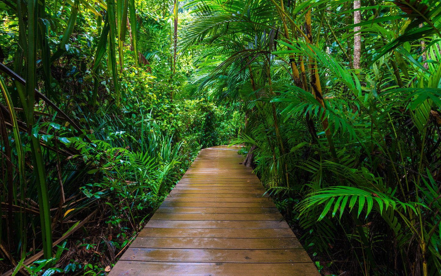 Obraz Wieloczęściowy Tropikalny Las z Mostem – egzotyczna głębia do wnętrz boho i jungle 240x150
