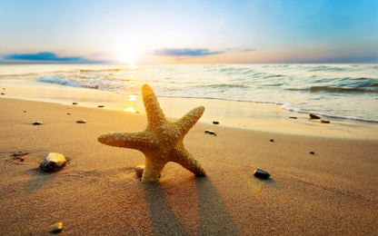 Obraz Wieloczęściowy Rozgwiazda Na Plaży – relaksujący widok do wnętrz nadmorskich, skandynawskich i boho 240x150