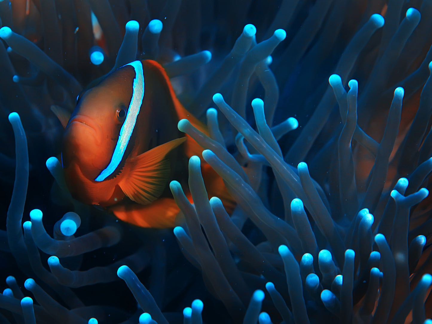Obraz Wieloczęściowy Błazenek w Anemonie – egzotyczna głębia oceanu do wnętrz nowoczesnych i nadmorskich 200x150
